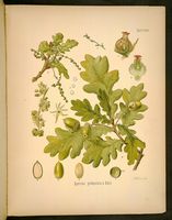 Chêne pédonculé. Planche d'identification Koehler. Cliquer pour agrandir l'image.