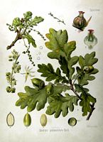 Chêne pédonculé. Planche d'identification Koehler. Cliquer pour agrandir l'image.