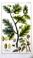 Chêne pédonculé. Planche d'identification krauss. Cliquer pour agrandir l'image.