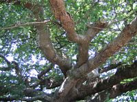 Chêne pédonculé. Branches. Cliquer pour agrandir l'image.