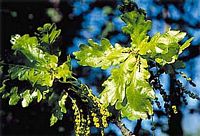Chêne pédonculé. Jeunes feuilles. Cliquer pour agrandir l'image.