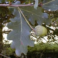 Chêne pédonculé. Feuilles et fruit. Cliquer pour agrandir l'image.