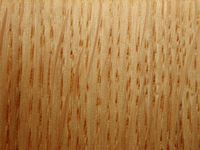 Chêne sessile. Bois en coupe longitudinale. Cliquer pour agrandir l'image.