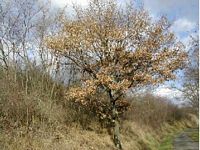 Chêne sessile. Plante. Cliquer pour agrandir l'image.