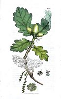Chêne sessile. Dessin d'identification. Cliquer pour agrandir l'image.