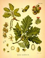 Chêne sessile. Dessin d'identification. Cliquer pour agrandir l'image.