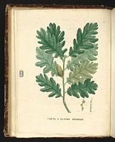 Chêne sessile. Planche d'identification Saint-hilaire. Cliquer pour agrandir l'image.