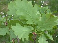 Chêne sessile. Feuilles dessous. Cliquer pour agrandir l'image.