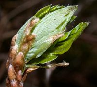 Chêne sessile. Pousse de feuilles. Cliquer pour agrandir l'image.