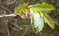Chêne sessile. Pousse de feuilles. Cliquer pour agrandir l'image.