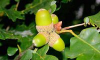 Chêne sessile. Fruits. Cliquer pour agrandir l'image.