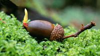 Chêne sessile. Germination d'un gland. Cliquer pour agrandir l'image.