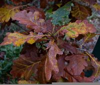 Chêne sessile. Feuilles d'automne. Cliquer pour agrandir l'image.