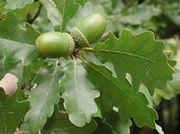 Chêne sessile. Feuilles et fruits. Cliquer pour agrandir l'image.