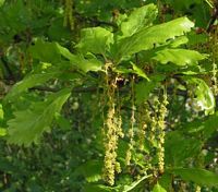 Chêne sessile. Fleurs. Cliquer pour agrandir l'image.