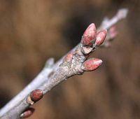 Chêne sessile. Bourgeons. Cliquer pour agrandir l'image.