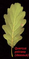 Chêne sessile. Feuille dessous. Cliquer pour agrandir l'image.