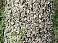 Chêne sessile. Écorce. Cliquer pour agrandir l'image.
