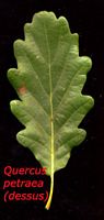 Chêne sessile. Feuille dessus. Cliquer pour agrandir l'image.