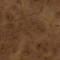 Chênes. Loupe de chêne. Cliquer pour agrandir l'image.