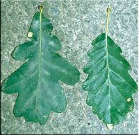 Chênes. Feuille de chêne, à gauche pédonculé, à droite sessile. Cliquer pour agrandir l'image.