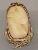 Chênes. Coupe du gland. Cliquer pour agrandir l'image.