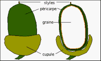 Chênes. Description du gland. Cliquer pour agrandir l'image.