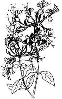 Chèvrefeuille des bois. Cliquer pour agrandir l'image.