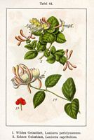 Chèvrefeuille des bois. Cliquer pour agrandir l'image. Chèvrefeuille des bois. Cliquer pour agrandir l'image.