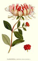 Chèvrefeuille des bois. Planche d'identification Linnemand. Cliquer pour agrandir l'image.