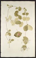 Chèvrefeuille des chèvres. Planche d'identification. Cliquer pour agrandir l'image.