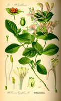 Chèvrefeuille des chèvres. Planche d'identification Thomé. Cliquer pour agrandir l'image.