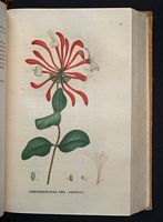 Chèvrefeuille des chèvres. Planche d'identification Saint-hilaire. Cliquer pour agrandir l'image.