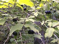 Chèvrefeuille noir. Fruits. Cliquer pour agrandir l'image.