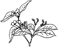 Chèvrefeuille noir. Dessin. Cliquer pour agrandir l'image.