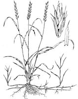Chiendent rampant. Dessin noir et blanc. Cliquer pour agrandir l'image.
