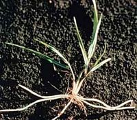 Chiendent rampant. Rhizome. Cliquer pour agrandir l'image.