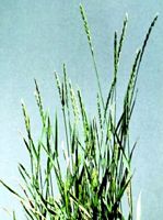 Chiendent rampant. Plante. Cliquer pour agrandir l'image.