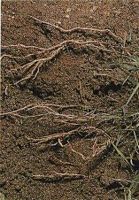 Chiendent rampant. Rhizome. Cliquer pour agrandir l'image.