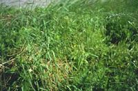 Chiendent rampant. Plante. Cliquer pour agrandir l'image.