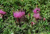Cirse acaule. Plante. Cliquer pour agrandir l'image.