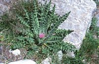 Cirse acaule. Plante. Cliquer pour agrandir l'image.
