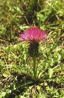 Cirse acaule. Plante. Cliquer pour agrandir l'image.
