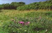 Cirse acaule. Habitat. Cliquer pour agrandir l'image.