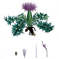 Cirse acaule. Dessin d'identification. Cliquer pour agrandir l'image.