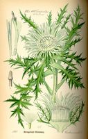 Cirse acaule. Planche d'identification Thomé. Cliquer pour agrandir l'image.