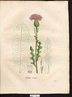 Cirse acaule. Planche d'identification Saint-hilaire. Cliquer pour agrandir l'image.