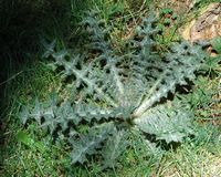 Cirse acaule. Plante, Allagnat. Cliquer pour agrandir l'image.