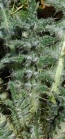 Cirse acaule. Feuille, Allagnat. Cliquer pour agrandir l'image.