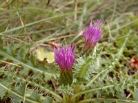 Cirse acaule. Plante. Cliquer pour agrandir l'image.